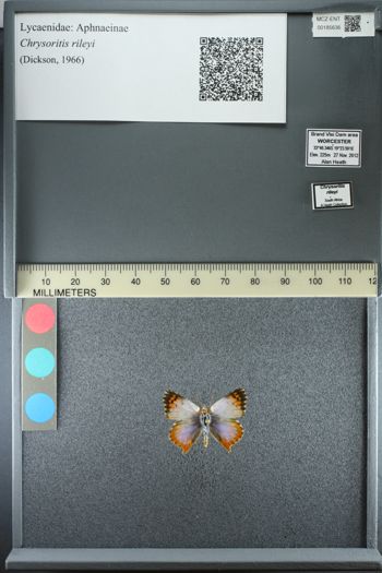 Media type: image;   Entomology 185636